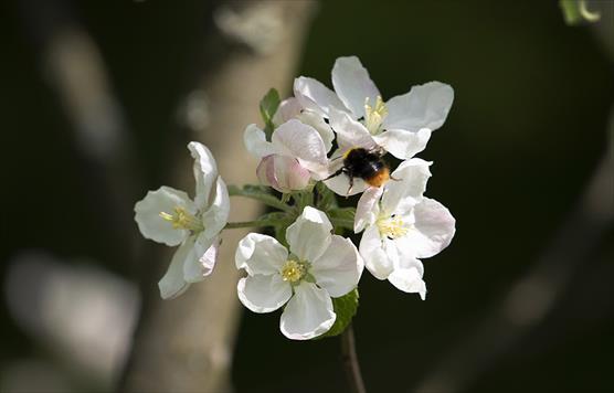 Pollinerare